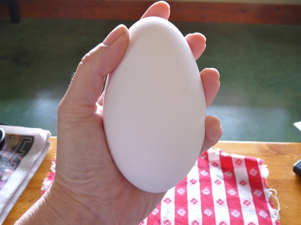 cách luộc trứng ngỗng